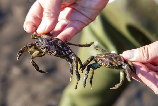 Two European green crabs caught from Grays Harbor, Washington in 2022
