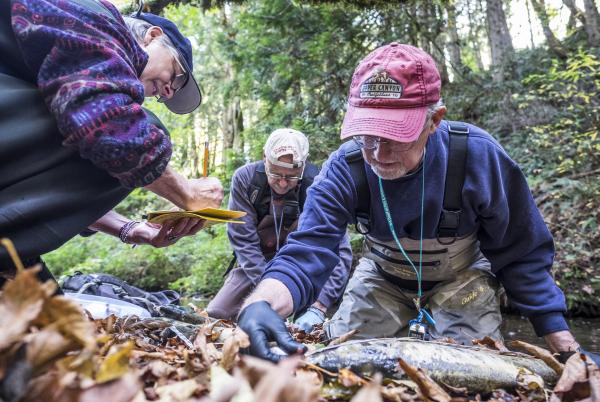 ALEA grant volunteers conduct chum salmon survey
