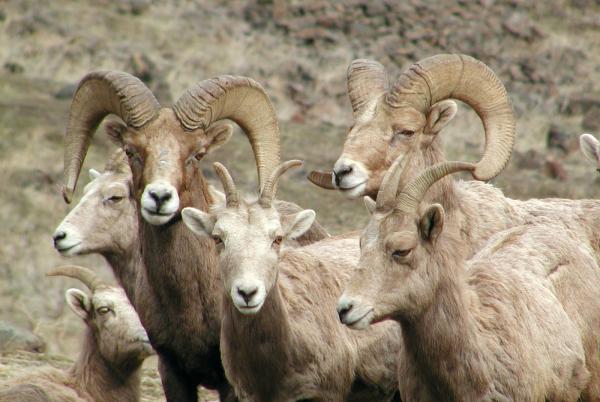 An image of five big horn sheep 
