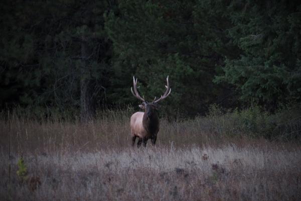 A bull elk in a field