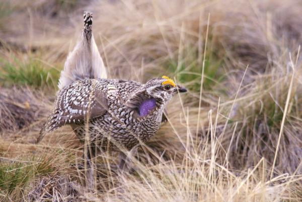 A sharp-tailed grouse dancing on a lek in a grassland