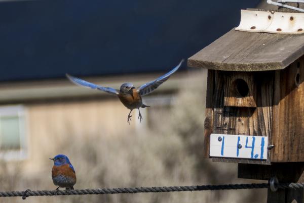 Mountain Bluebirds near nestbox