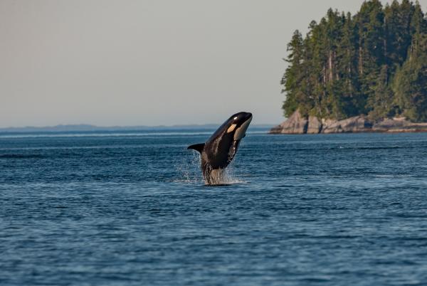 Orca jumping