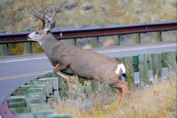 A mule deer buck jumping a metal guard rail onto a paved road.