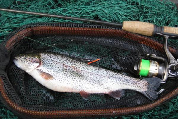 A fish in an angler's net