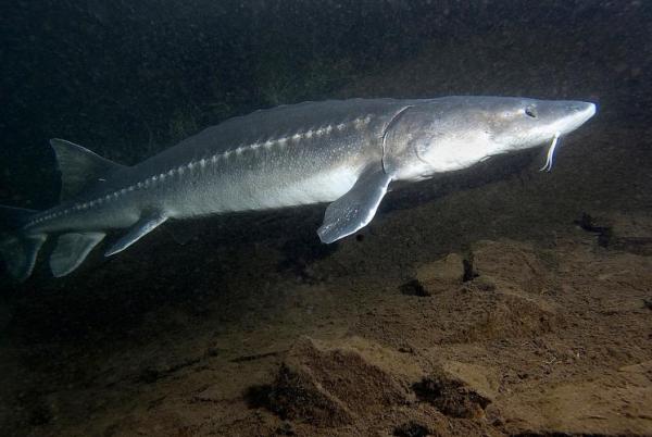 Adult sturgeon swimming