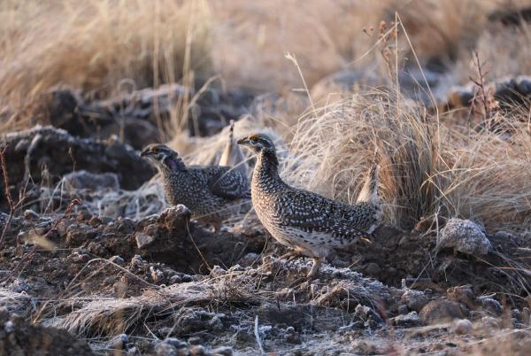 Two Columbian sharp-tailed grouse in a rocky landscape with sparse vegetation