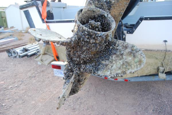 Boat propeller encrusted with invasive mussels. Zebra and quagga mussels are easily transported on recreational boats and can live out of water for up to a month. Photo by U.S. Fish and Wildlife Service