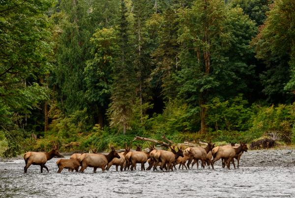 A herd of elk crossing a river in the forest