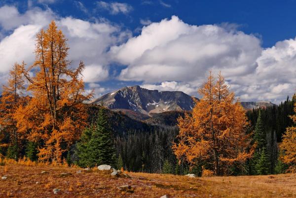 Two western hemlock, bright orange in the fall, in the foreground, with a rocky mountain peak in the background