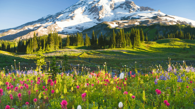 Mount Rainier covered in snow with wildflowers in the foreground