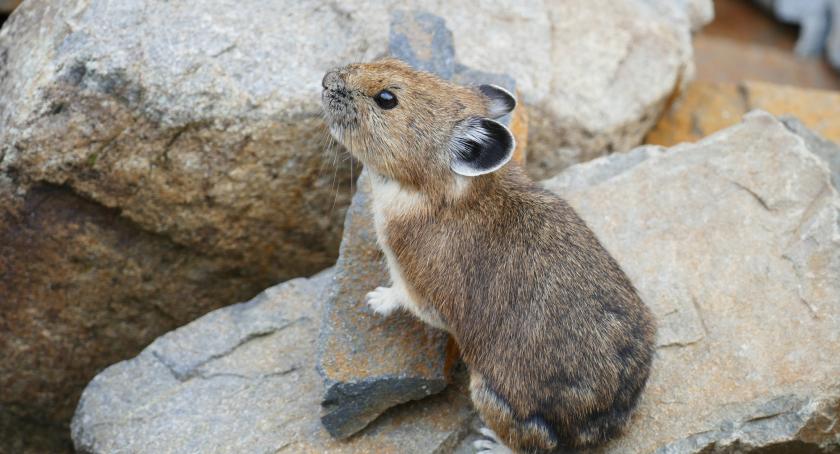 pika animal pika animal