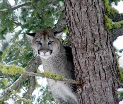 Cougar | Washington Department of Fish & Wildlife