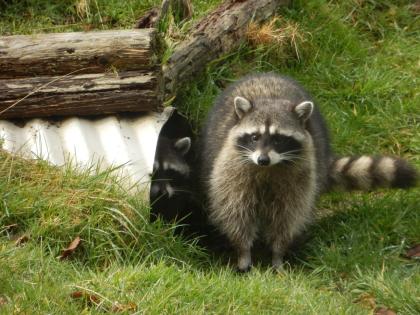 are raccoons more closely related to cats than dogs