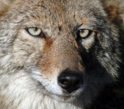 Coyotes aren't a nuisance. Humans live in their world - Los Angeles Times