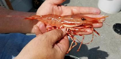 spot shrimp puget sound