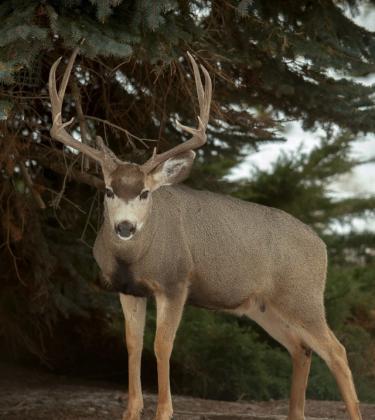Rocky mountain mule deer | Washington Department of Fish & Wildlife
