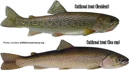 Coastal Cutthroat Trout Resident Washington Department Of Fish   Cutthroat Resident Ocean Wildfishconservancy 