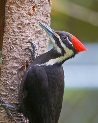 red headed pileated woodpecker