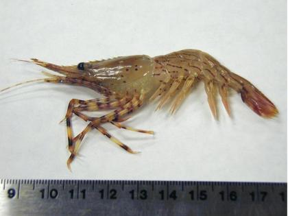 shrimp size classification