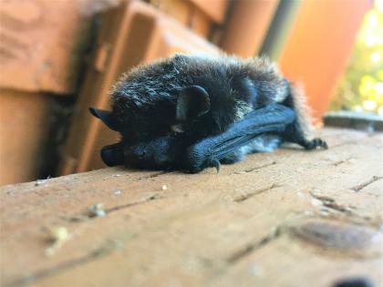 Silver-haired bat | Washington Department of Fish & Wildlife Silver-haired bat | Washington Department of Fish & Wildlife
