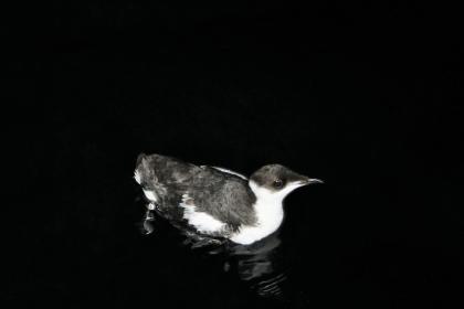 What is the future of Washington state's forests? Endangered marbled  murrelet seabird caught in fight