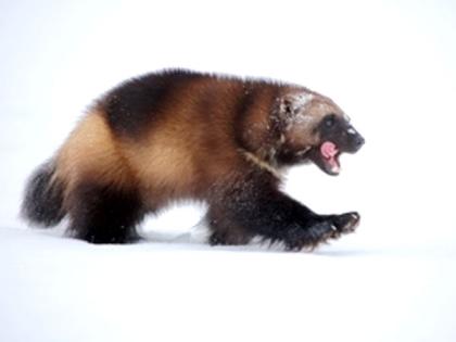 Wolverine | Washington Department of Fish & Wildlife Wolverine | Washington Department of Fish & Wildlife