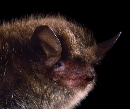 Little Brown Bat Washington Department Of Fish Wildlife   Untitled Design 11 