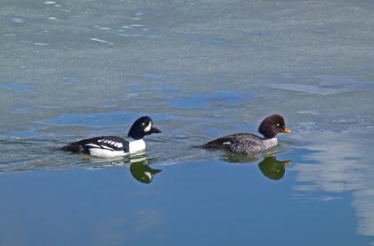 Barrow's goldeneye  Washington Department of Fish & Wildlife