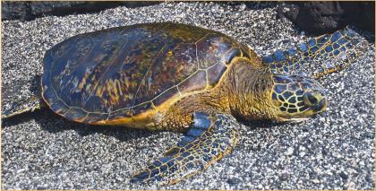 Green sea turtle | Washington Department of Fish & Wildlife