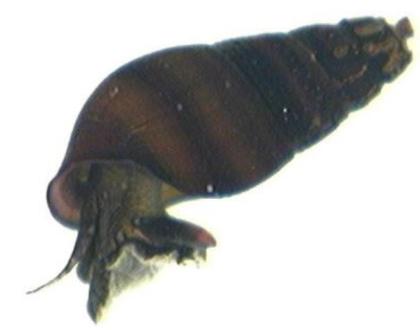 Three-band Juga (snail) | Washington Department of Fish & Wildlife