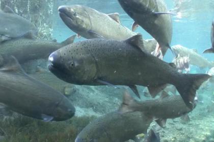 Chinook salmon (Lower Columbia River ESU) | Washington Department of Fish &  Wildlife