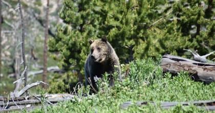 Grizzly bear  Washington Department of Fish & Wildlife