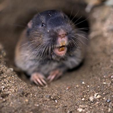 A pocket gopher emerges from its burrow