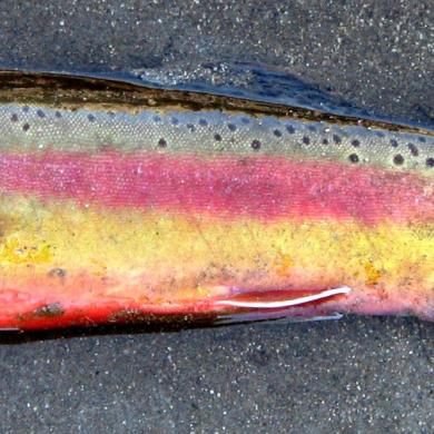 Golden Trout Washington Department Of Fish Wildlife