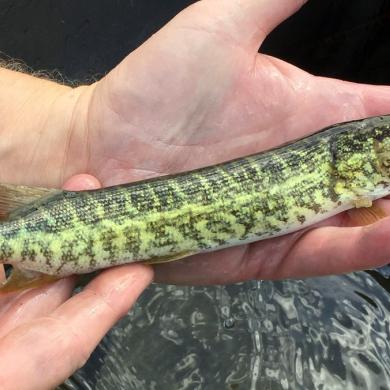 pickerel esox americanus vermiculatus