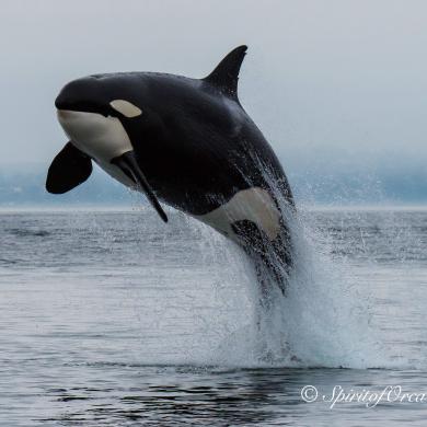 Killer Whale Washington Department Of Fish Wildlife