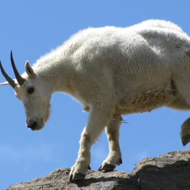 mountain goat app