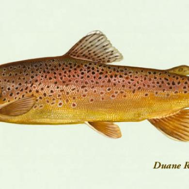 Brown Trout Washington Department Of Fish Wildlife