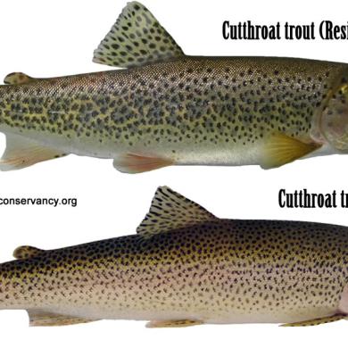 Coastal Cutthroat Trout Resident Washington Department Of Fish Wildlife
