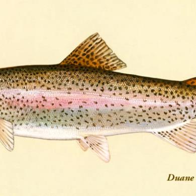 Rainbow trout | Washington Department of Fish & Wildlife