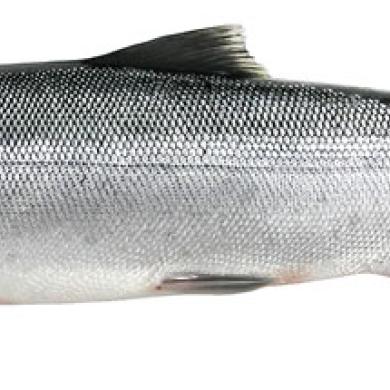 Sockeye Salmon Washington Department Of Fish Wildlife This species is a pacific salmon that is primarily red in hue during spawning. sockeye salmon washington department