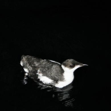 Marbled Murrelet Washington Department Of Fish Wildlife