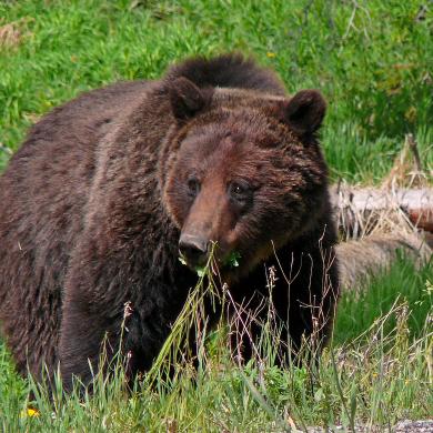 grizzly bear washington ursus arctos