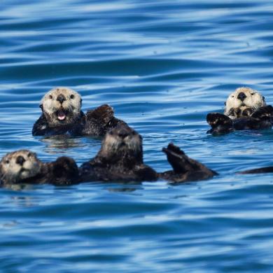 Sea Otter | Washington Department of Fish & Wildlife