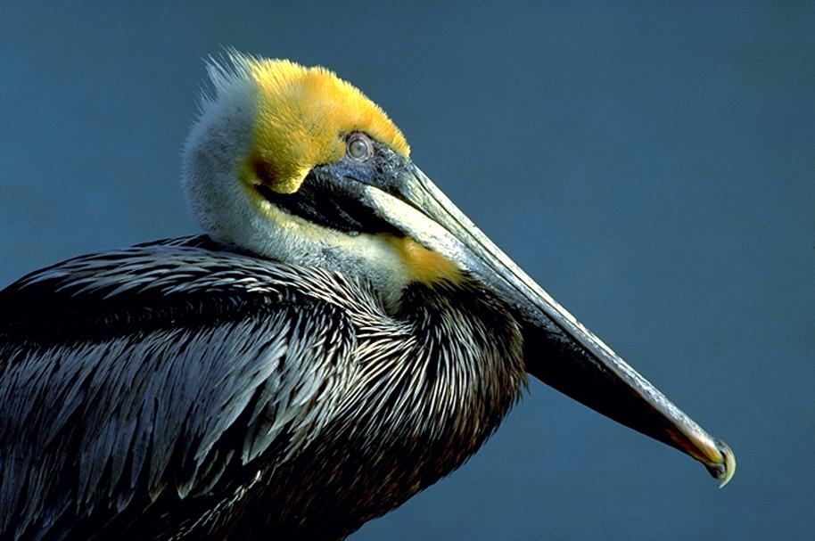 Close up photo of a brown pelican showing it's bright yellow plumage on top of its head