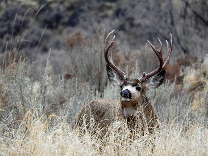 Mule deer buck