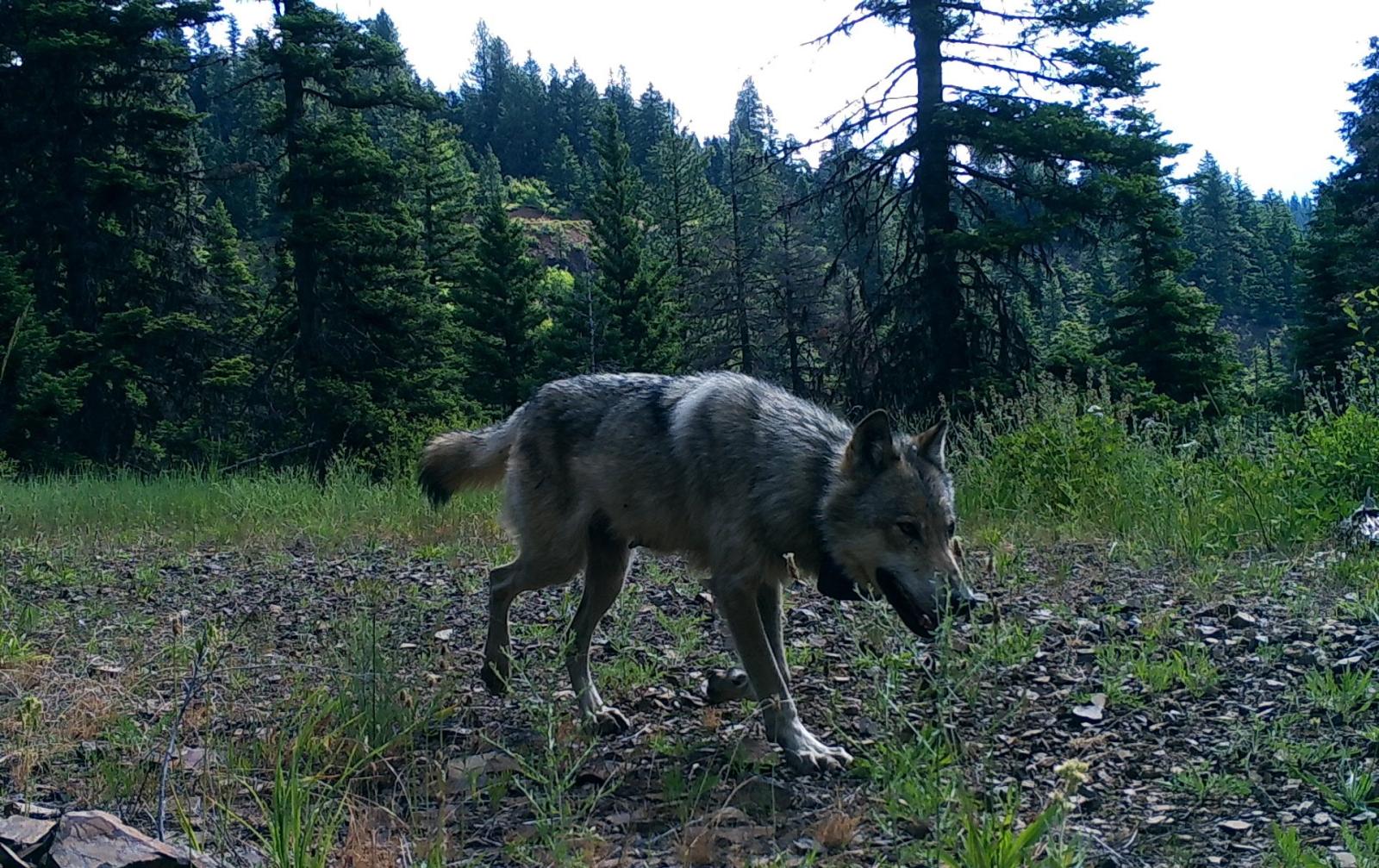 Black and gray collared wolf walking down a path