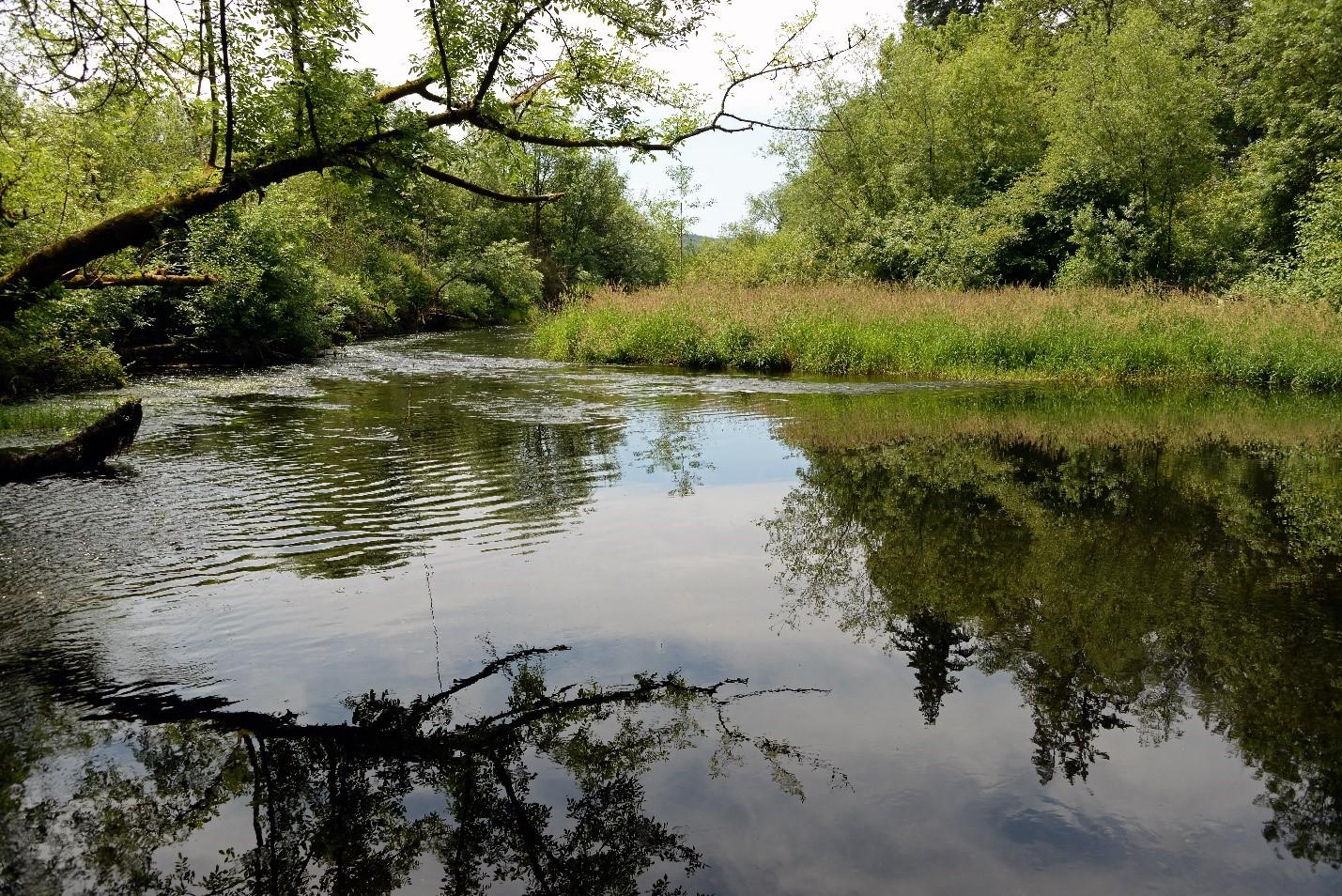 Black River with foliage around