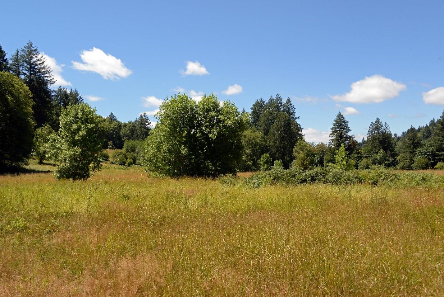 Cedar Creek Unit field on a sunny afternoon